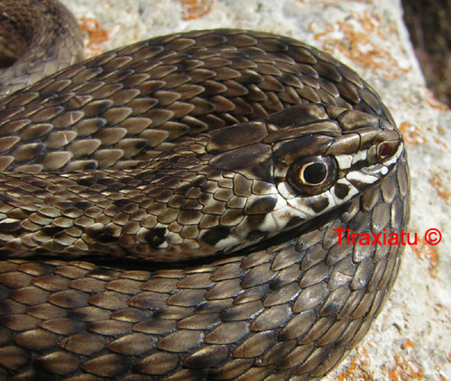 Alcune bestiole poco conosciute del territorio siculo